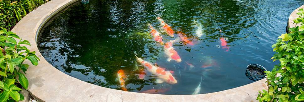 鯉のために井戸の設置を検討するケースも