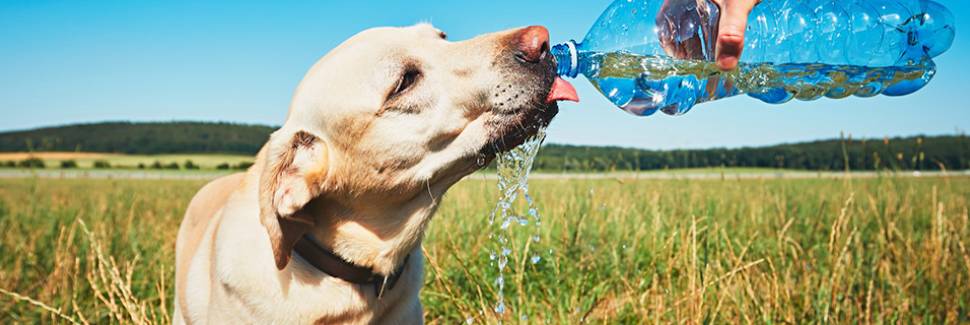 ペットに適した水と注意点