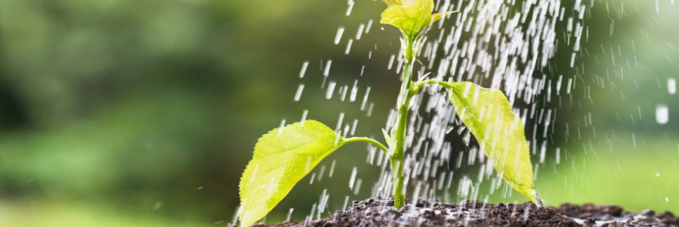 植物の水やりには井戸水もオススメ