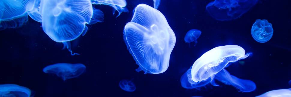 水分量が高い生き物は?