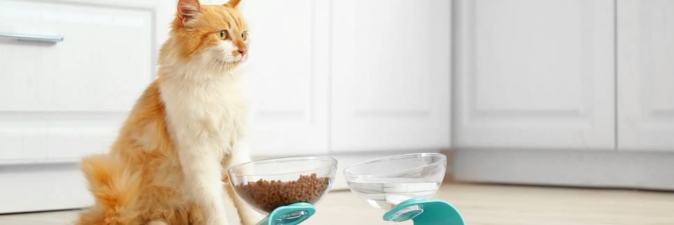 水と食事を待つ猫