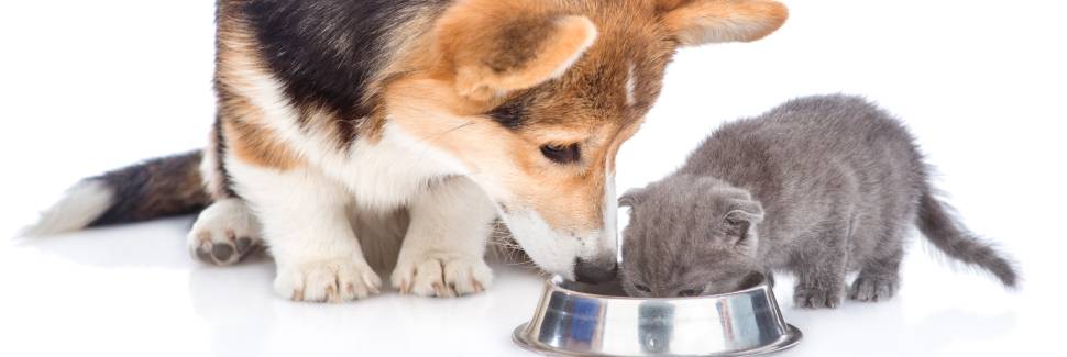 水を飲む犬と猫
